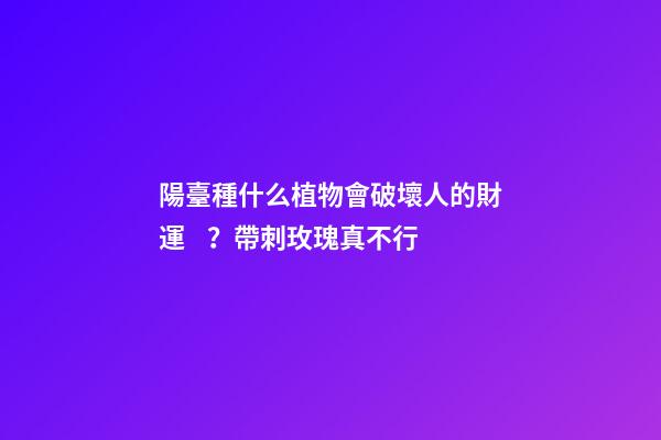 陽臺種什么植物會破壞人的財運？帶刺玫瑰真不行
